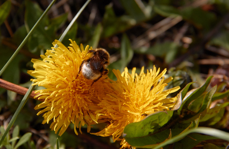 Bumblebee collecting pollen in yellow dandelion flower with diffused green grass backgroundの写真素材
