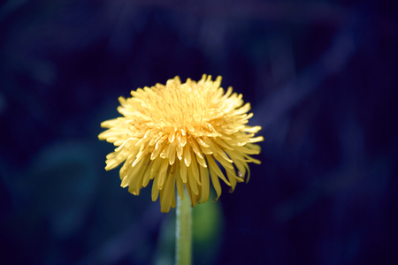 Yellow dandelion flower with diffused green grass backgroundの写真素材