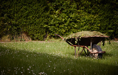 Garden cart with freshly cut green grass large t on the lawn. Garden worksの写真素材