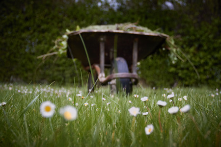 Garden cart with freshly cut green grass large t on the lawn. Garden works
