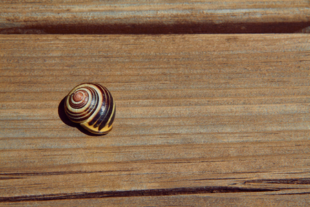 Snail shell on wooden board. Top view