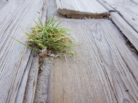 rustic floor of light woods and a small and solitary plant is born in the middle of the slats. Picture taken on the beach in Benidorm, Spain.の写真素材