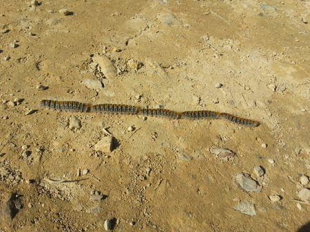 The caterpillars of the processionary crawl along the dirt road between the pines.