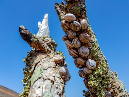 group forest snail, Cepaea nemoralis sits on the branch on the island of Lanzarote, Spain.