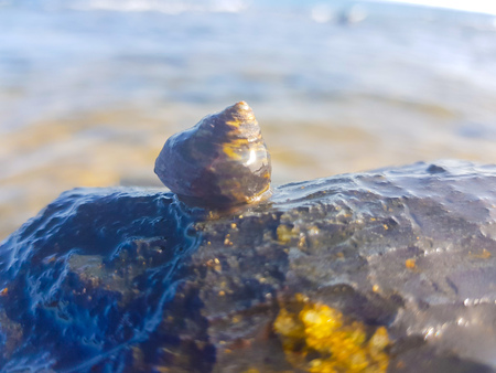 sea snail supported on the rock and wet by the sea