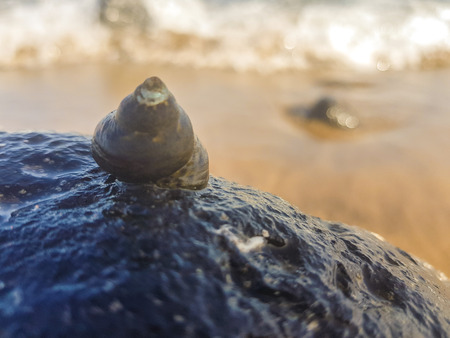 sea snail supported on the rock and wet by the seaの写真素材
