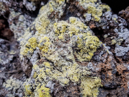 Plants and lichens on volcanic rock. image taken on the island of Lanzarote, Canary Islands, Spainの写真素材