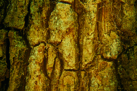 Embossed texture of the brown bark of an oak. perfect image for backgrounds