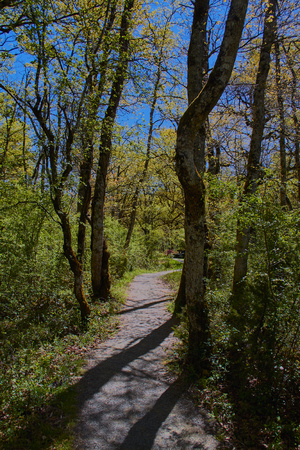Orgi Forest in Ulzama. Near the town of Lizaso to be able to walk in the nature between centennial oaksの写真素材