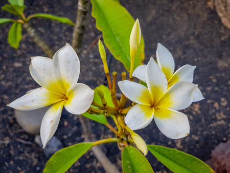 detail of flowers of Plumeria Rubraの写真素材