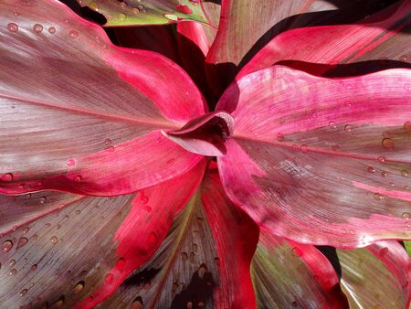 Beautiful pink red flower. Image taken from the top to serve as backgrounds.