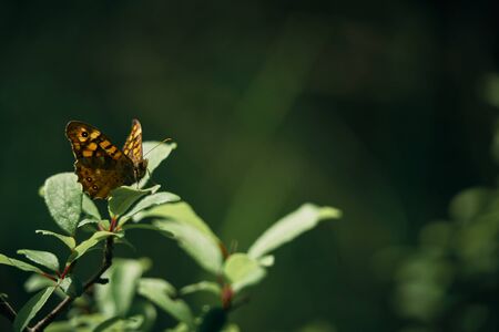 butterfly perched on a leaf. Close-up of the species Pararge Aegeria Family.-Nymphalidae.Vulgar name: Maculada or Butterfly of the walls.の写真素材