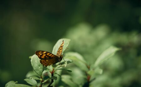butterfly perched on a leaf. Close-up of the species Pararge Aegeria Family.-Nymphalidae.Vulgar name: Maculada or Butterfly of the walls.の写真素材