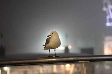 seagull