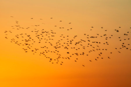 A flock of starlings flying in the sunset sky. A flock of starlings.