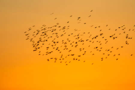 A flock of starlings is flying in the sunset sky. A flock of starlings is flying in the orange sky.
