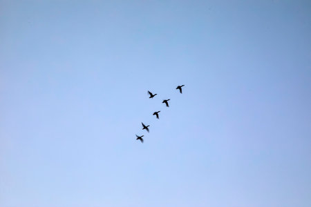 A flock of pigeons in the sky. Flying in the blue sky.