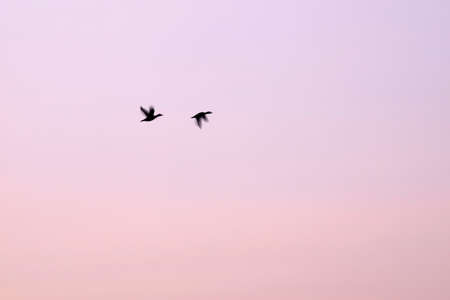Silhouette of two birds flying over the evening sky in the evening