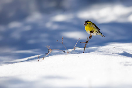 Siskin (Carduelis spinus) on the snow