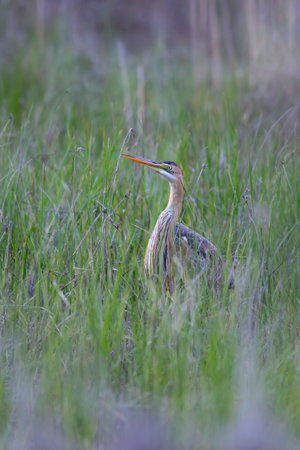 Purple heron (Ardea purpurea) in the grass