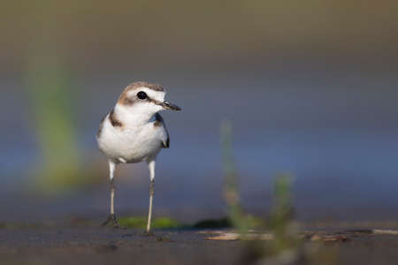 Little ringed plover (Charadrius dubius) in its natural enviroment