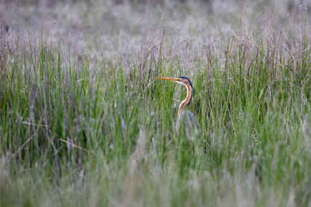 Purple heron (Ardea purpurea) in the grass