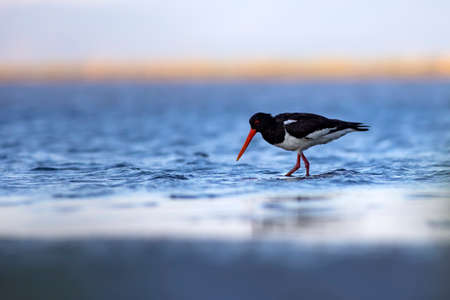 Eurasian oystercatcher (Haematopus ostralegus)