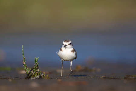 Little ringed plover (Charadrius hiaticula)
