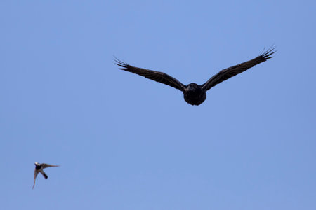 Common buzzard (Corvus corax) in flight.