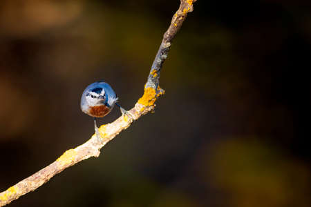 Cute little bird. Autumn nature background.の写真素材