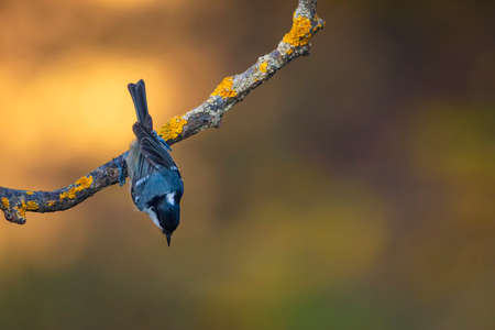 Cute little bird. Autumn nature background. Park, garden forest bird: Coal tit.の写真素材