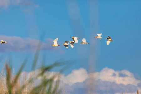 A flock of white ibis flying in the blue sky over the lake