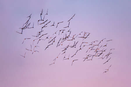 A flock of pelicans flying in the sky at sunset. Scientific name: Pelecanus occidentalis.
