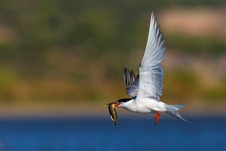 Common Tern (Sterna hirundo) in flight with a fish in its beak