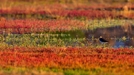 Red-necked stilt (Vanellus vanellus) wading in a marsh at sunset.