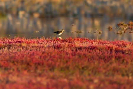 Red-necked stilt (Phalacrocorax rufescens) in its natural enviroment