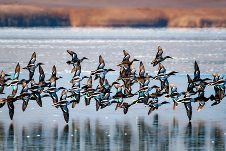 A flock of northern pied teal (Anas acuta) in flight over a frozen lake.