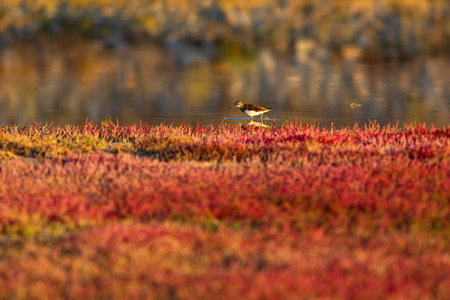 Black-necked stilt in its natural enviroment in Denmark