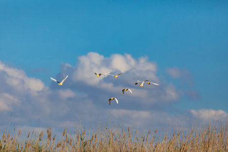 Flying seagulls in the blue sky on a sunny day