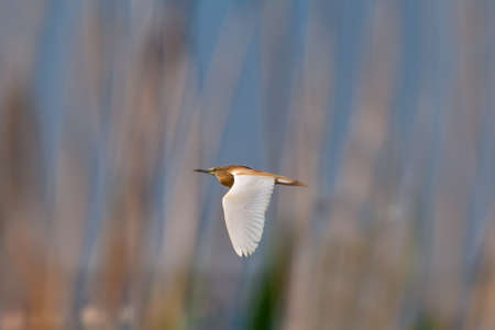 Red-backed Bittern (Ardeola rufescens) in flight