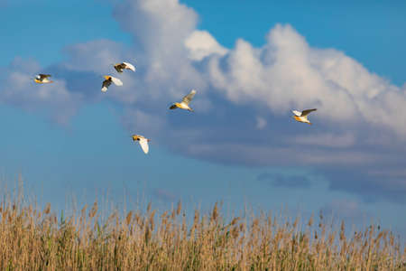 A flock of white pelicans flies in the blue sky over the reeds.
