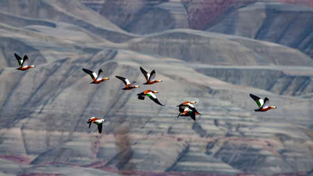 A flock of great crested shelduck flying over the Grand Canyon