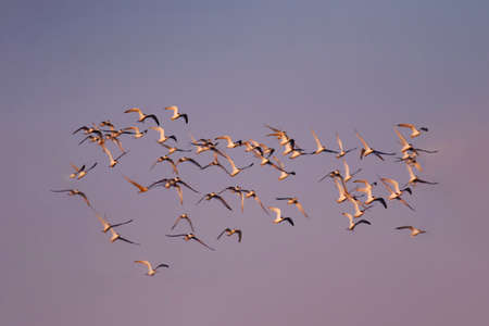 A flock of seagulls flying in the sky at sunset