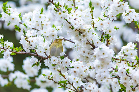 A Japanese warbler perched on a branch of a blooming cherry tree.