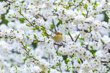 A Japanese warbler (Phylloscopus collybita) perched on a branch of a blossoming cherry tree.