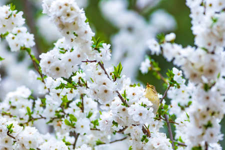 White cherry blossoms and a bird on a branch. Spring background