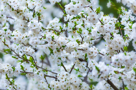 Beautiful blooming branch of cherry tree in spring time. Natural background.