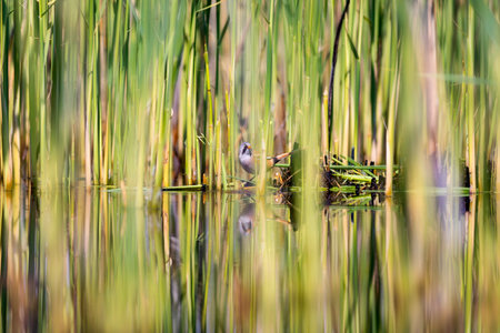 A closeup shot of a common reed bird swimming in a lake