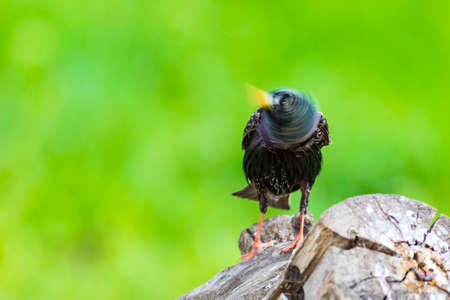 Starling looking for food on a tree stump with a blurred background