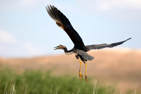 Purple Heron, Ardea purpurea, in flight in the Okavango Delta, Botswana.